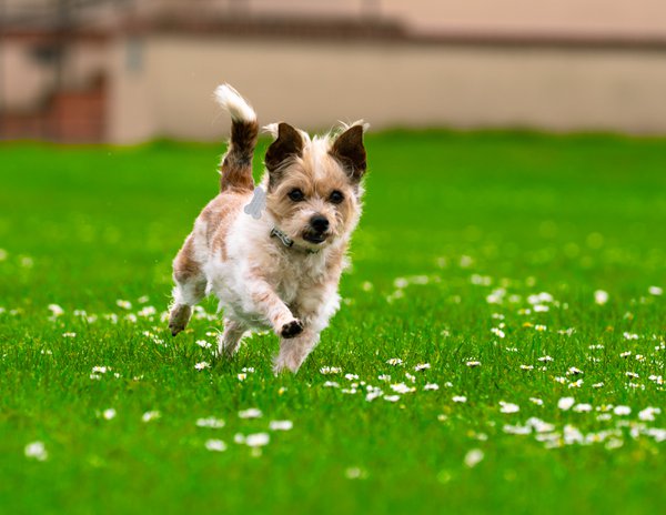 Pet example
