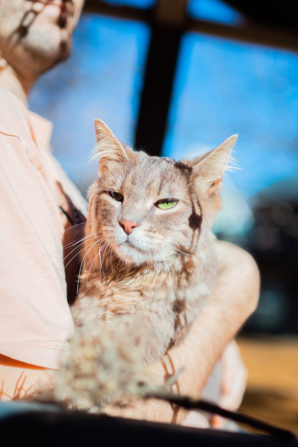 Pet example