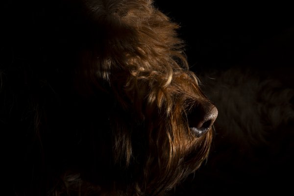 Pet example