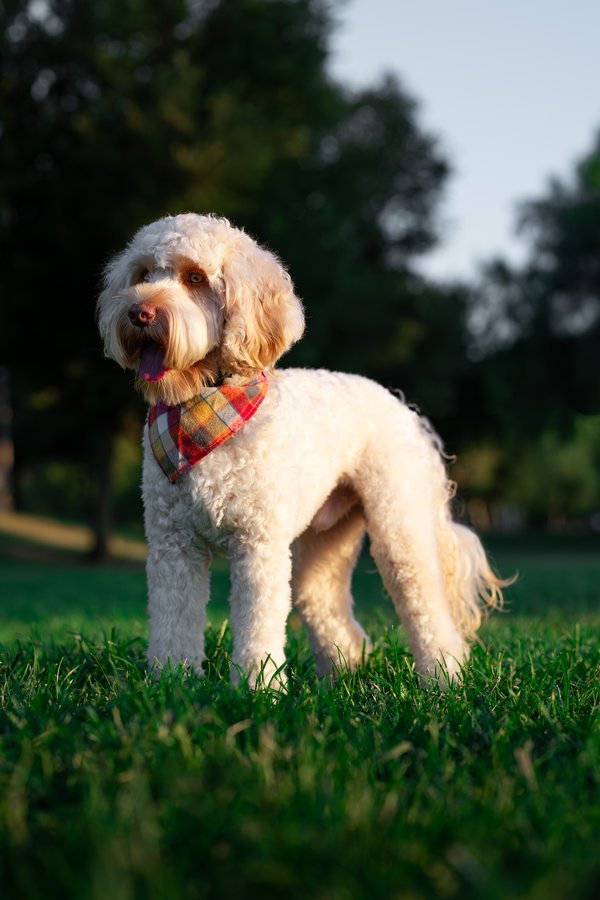 Pet example