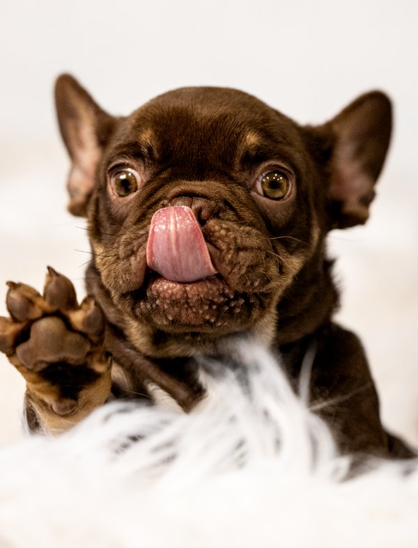 Pet example