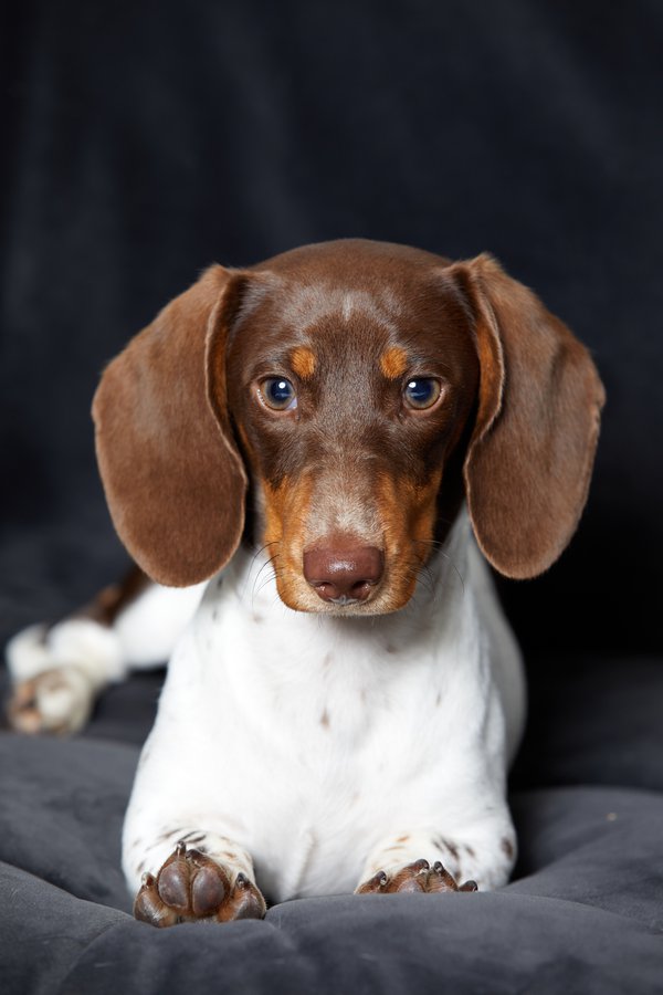 Pet example