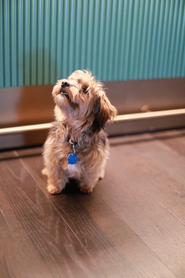 Pet example