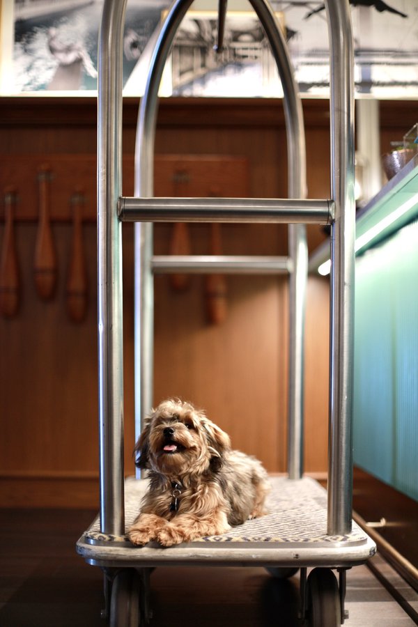 Pet example