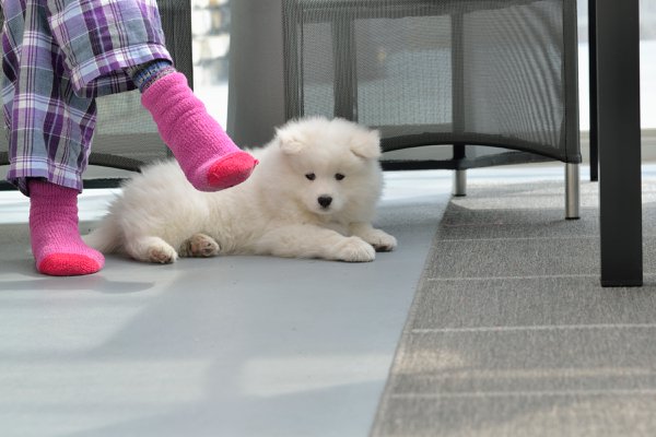 Pet example