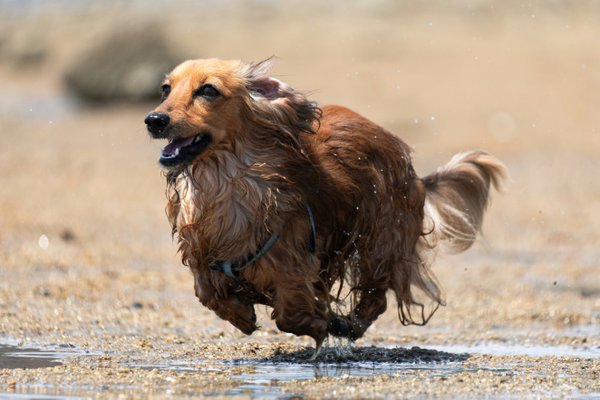 Pet example