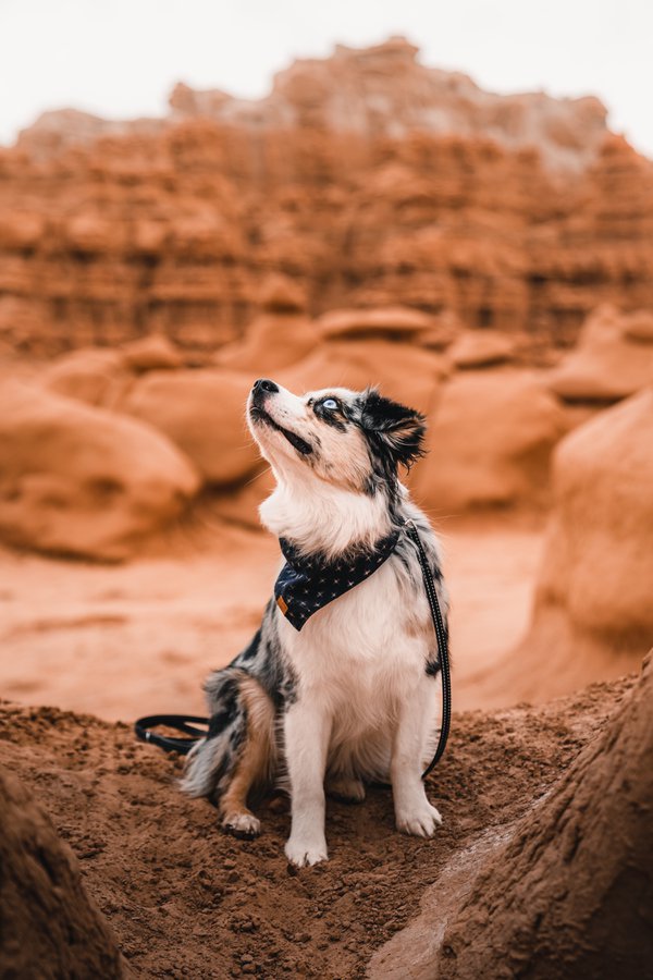 Pet example