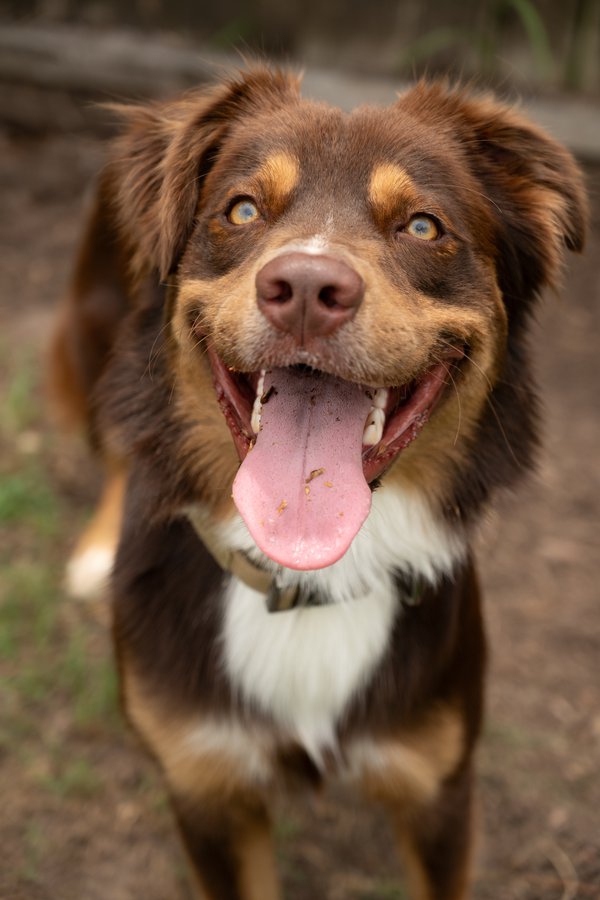 Pet example