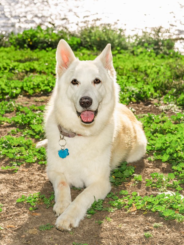 Pet example