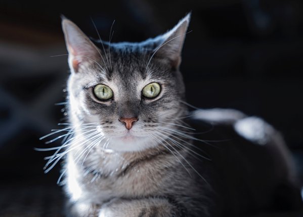 Pet example