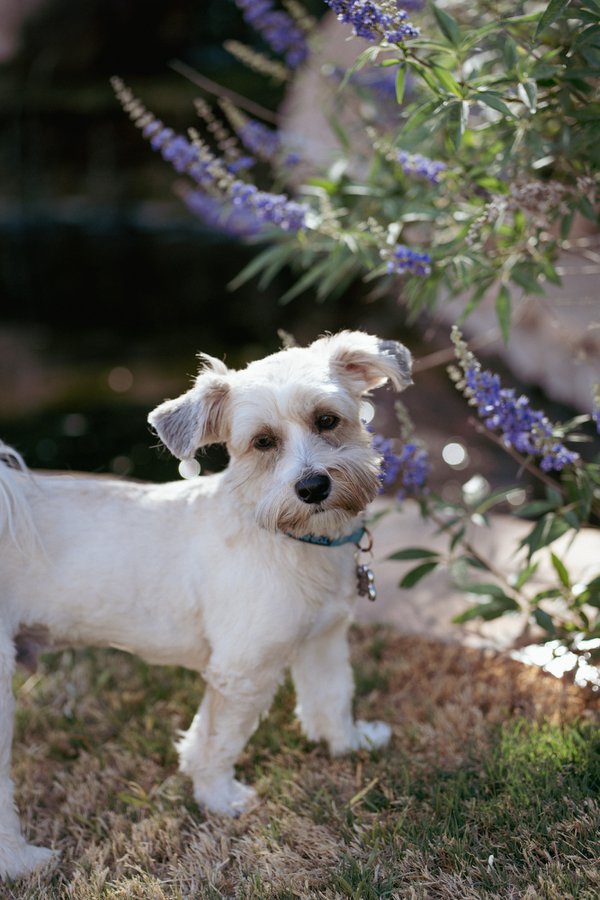 Pet example