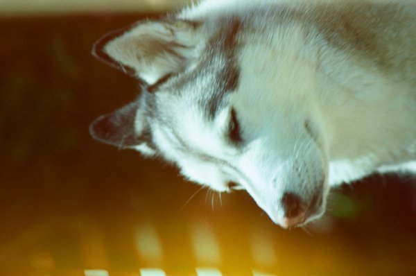 Pet example