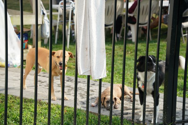 Pet example