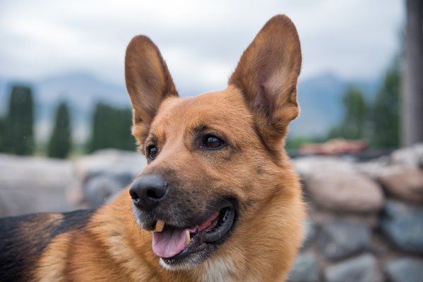 Pet example