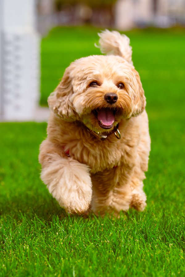 Pet example
