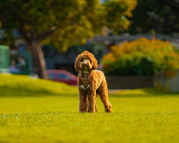 Pet example