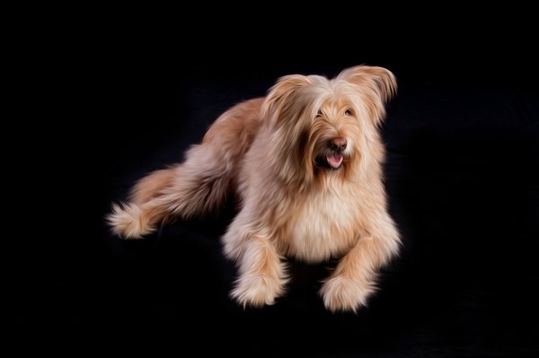 Pet example
