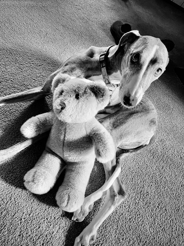Pet example