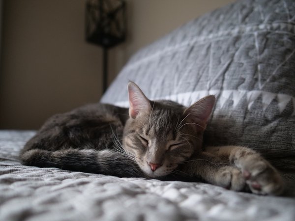 Pet example
