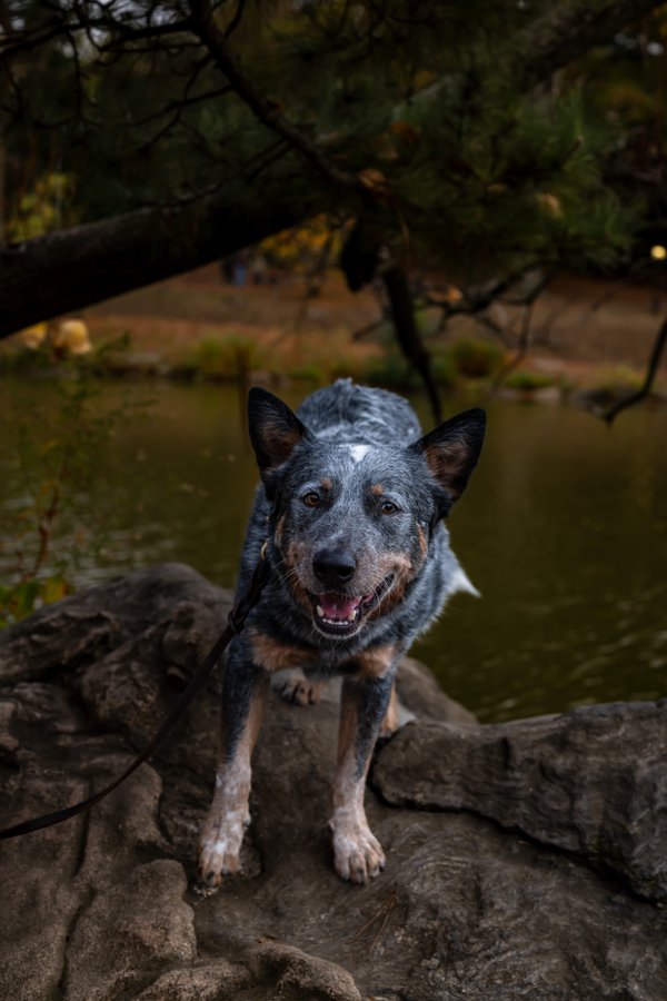 Pet example