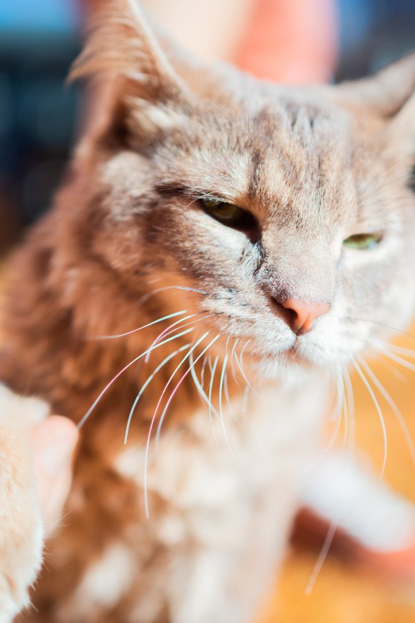 Pet example
