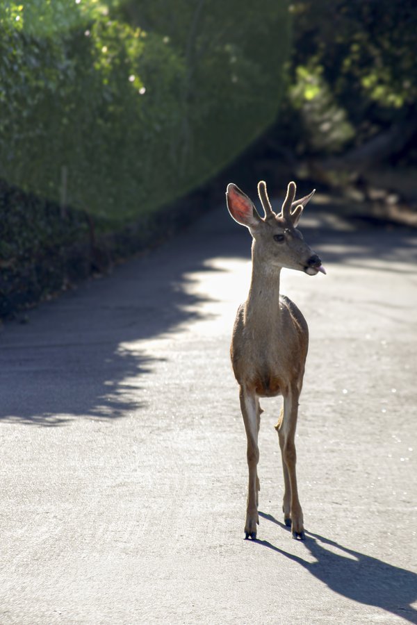 Pet example
