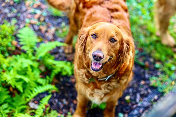 Pet example