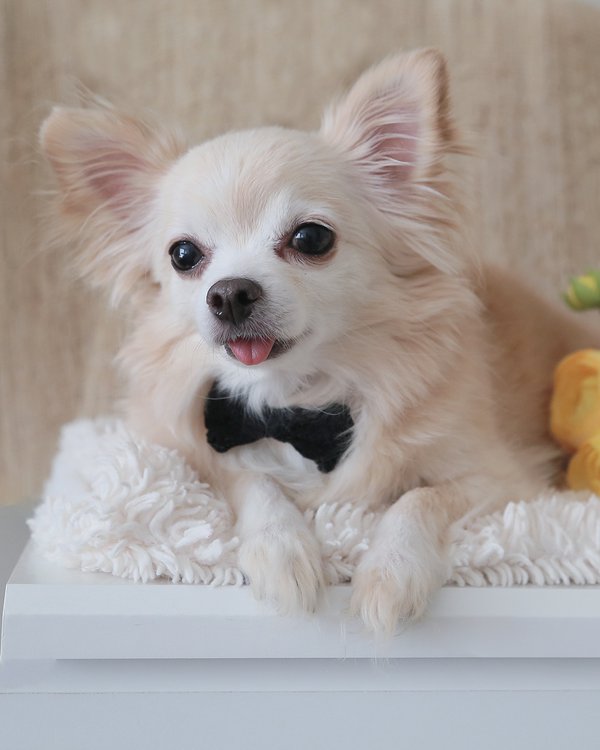 Pet example
