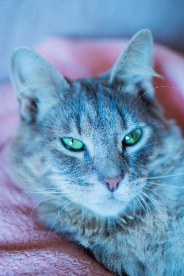 Pet example