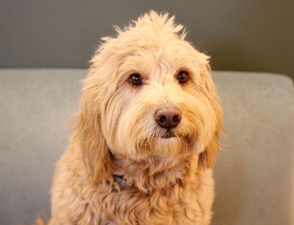 Pet example