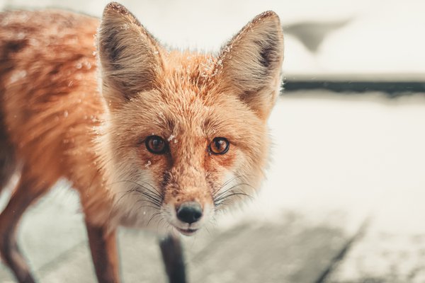 Pet example