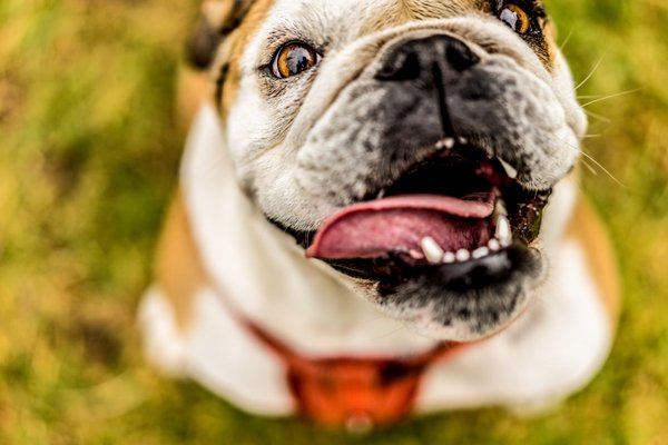 Pet featured sample  in Stillwater