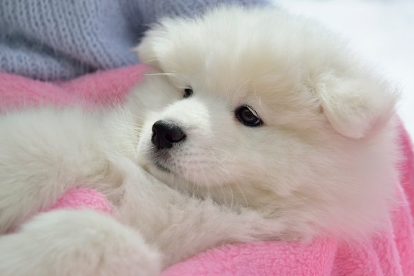 Pet example