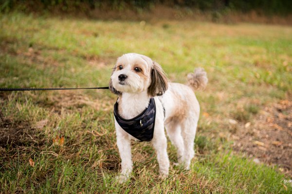Pet example