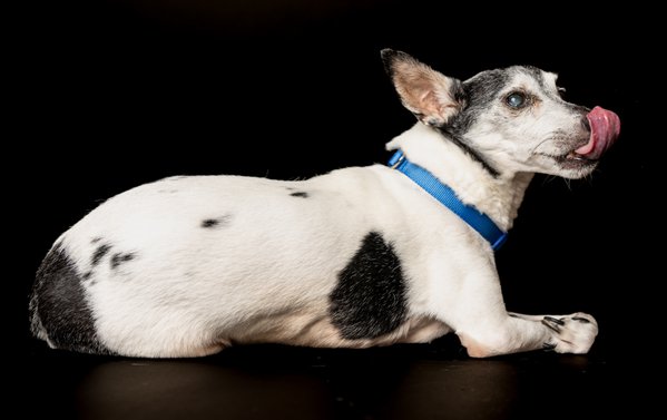 Pet example