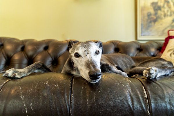 Pet example