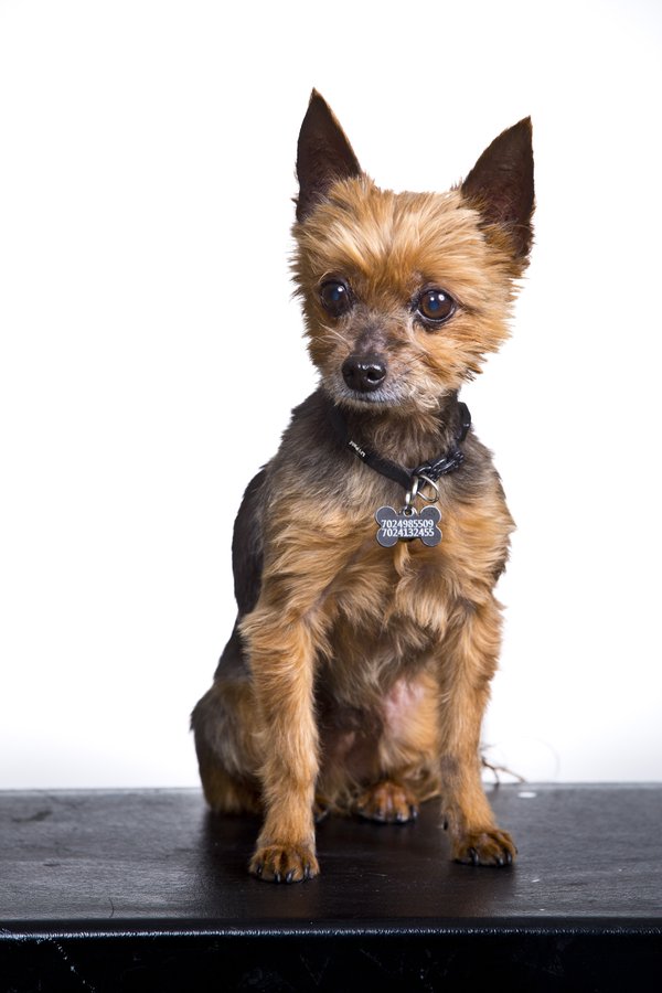 Pet example