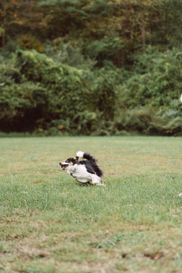 Pet example