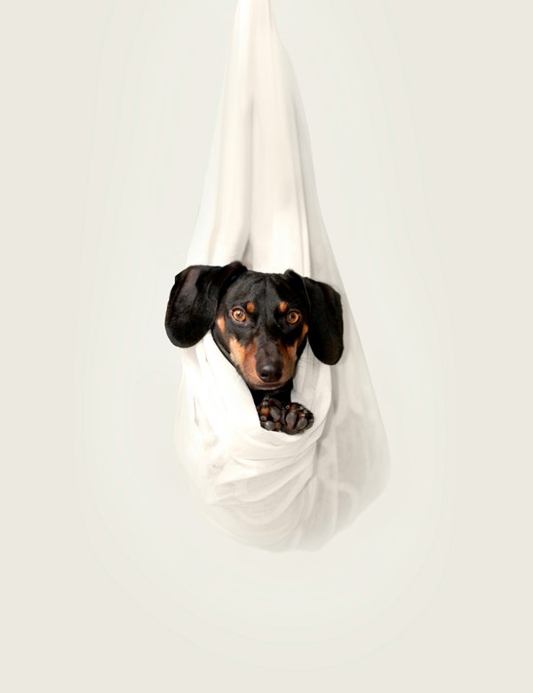 Pet example