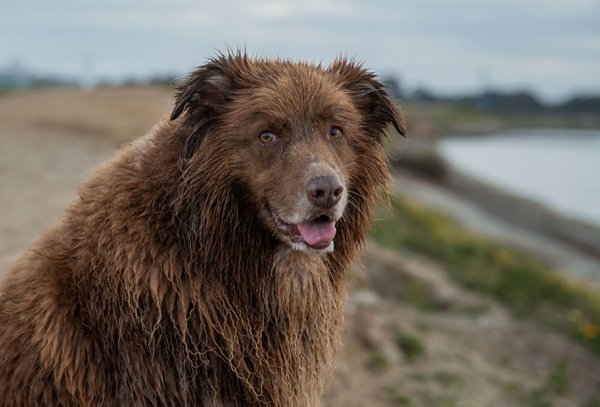 Pet example