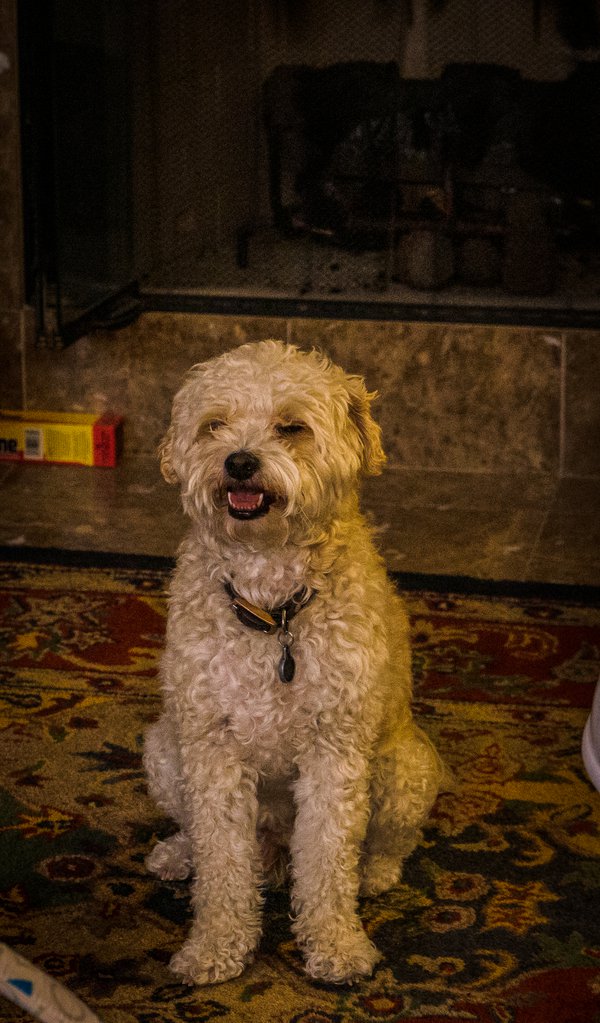 Pet example