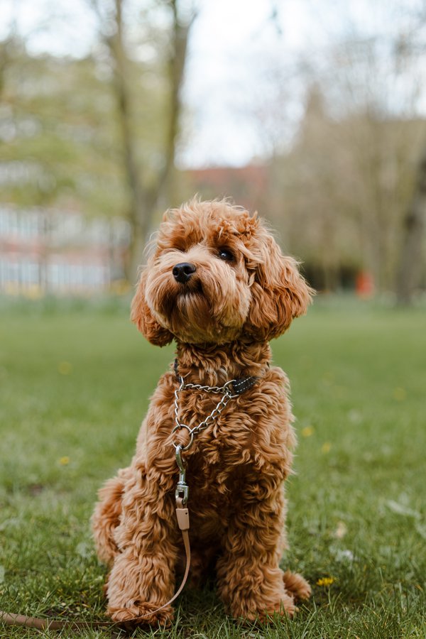 Pet example