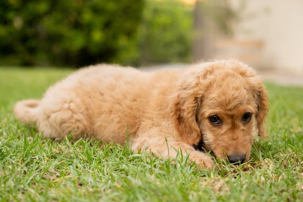 Pet example
