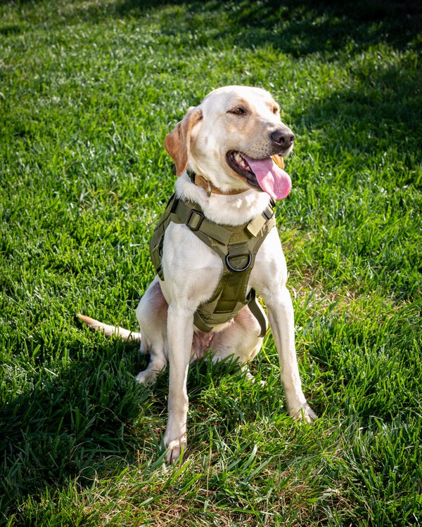 Pet example
