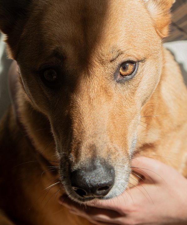 Pet example