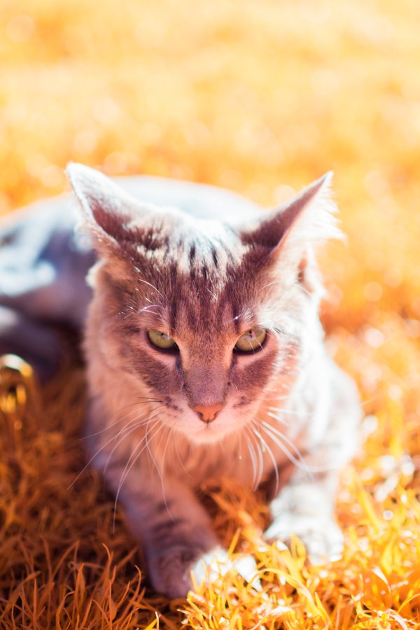 Pet example