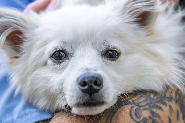 Pet example