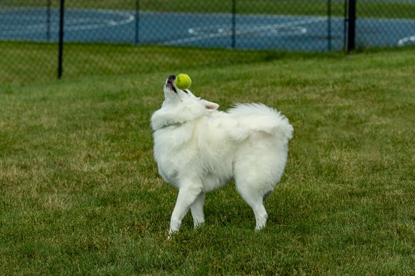 Pet example