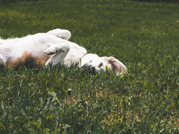 Pet example
