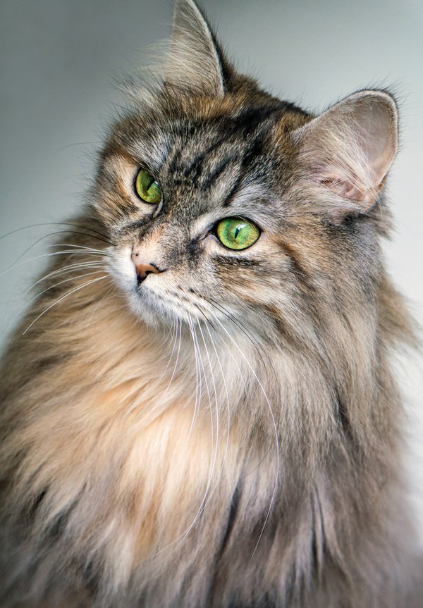 Pet example